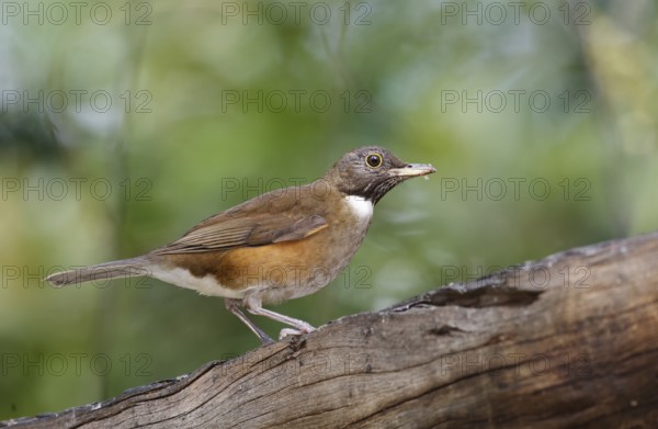 White-necked Thrush (Turdus albicollis), Sao Paulo, Braszil
