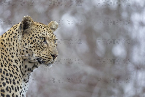 Leopard (Panthera pardus) portrait, Sabi Sands, South Africa