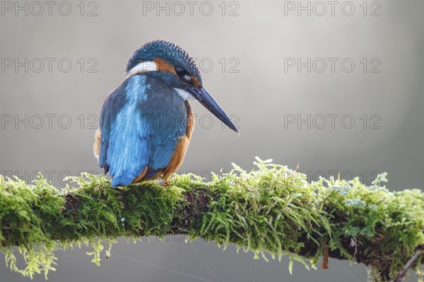 Common Kingfisher (Alcedo atthis) male perched on a mossy branch, North Rhine-Westphalia, Germany