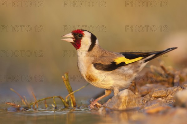 European Goldfinch (Carduelis carduelis), Croatia