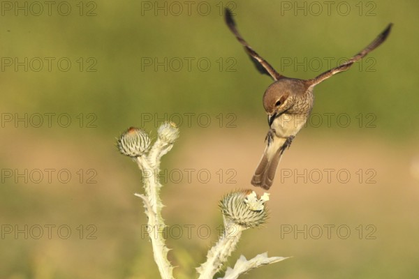 Red-backed Shrike (Lanius collurio) female flying, Baden-Wuerttemberg, Germany