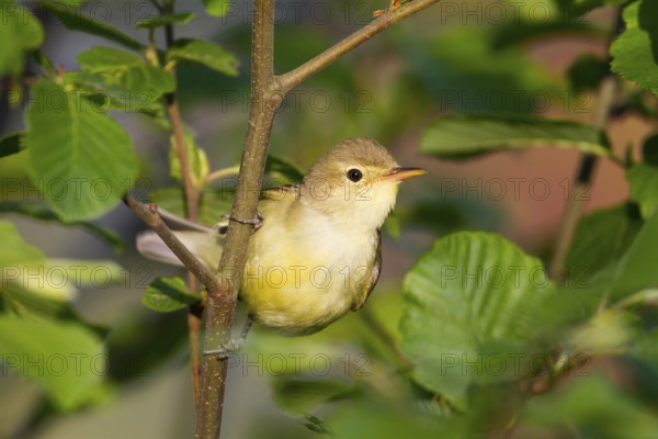Icterine Warbler (Hippolais icterina), Baden-Wuerttemberg, Germany