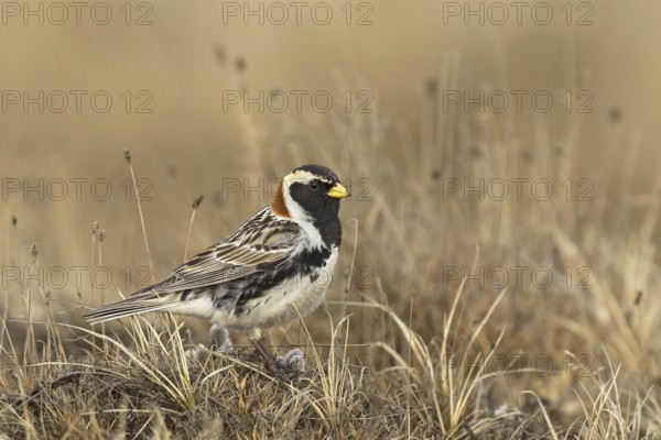 Lapland Longspur (Calcarius lapponicus) male, Alaska, USA
