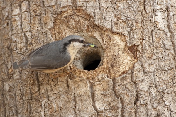 Eurasian Nuthatch (Sitta europaea), St. Gallen, Switzerland