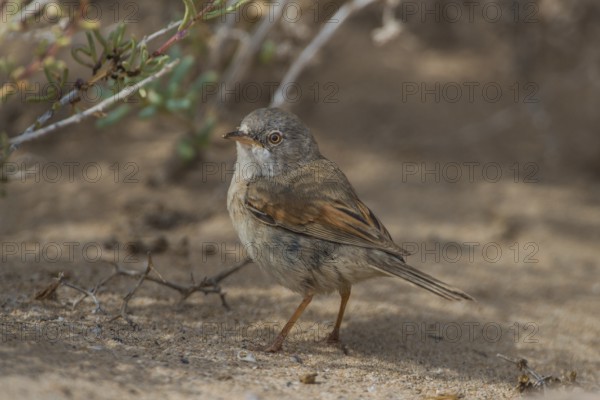Spectacled Warbler (Sylvia conspicillata) female, Fuerteventura, Spain