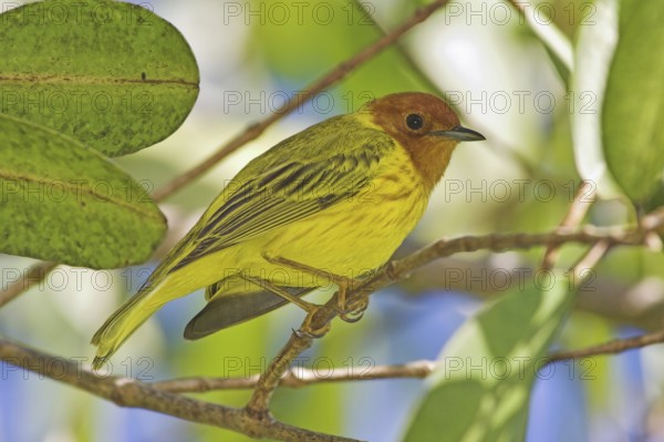 Mangrove Warbler (Setophaga petechia erithachorides), Costa Rica