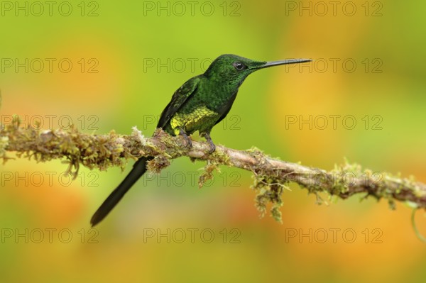 Empress brilliant hummingbird sittin on the trunk with yellow flower in from Colombia. Hummingbird in the nature tropical forest flying next nice yellow bloom. wildlife scene from nature