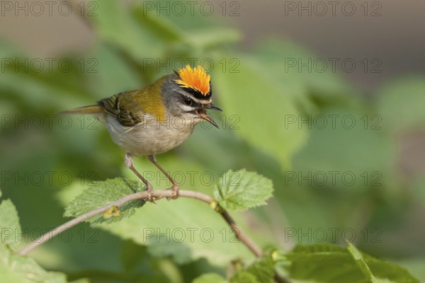 Common Firecrest (Regulus ignicapilla) singing, Baden-Wuerttemberg, Germany