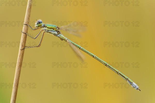 Kleine Binsenjungfer männlich, Lestes virens masculum Small Emerald Damselfly male, Lestes virens masculum