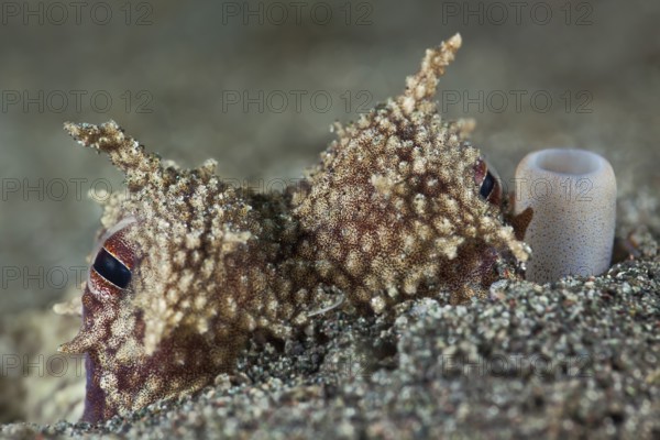 Ader-Oktopus, Amphioctopus marginatus Coconut Octopus, Amphioctopus marginatus