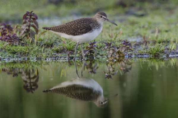 Wood Sandpiper (Tringa glareola), Schleswig-Holstein, Germany