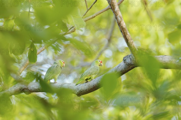 Crimson-fronted Parakeet, Psittacara finschi, two green parrot with red head, Costa Rica. Wildlife scene from tropical nature. Bird in the habitat