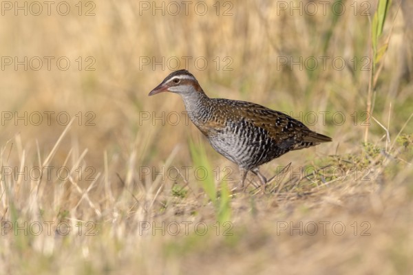 Buff-banded Rail (Gallirallus philippensis) female, Victoria, Australia