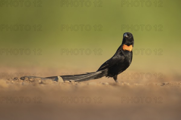 Red-collared Widowbird (Euplectes ardens) male perched on the ground, South Africa