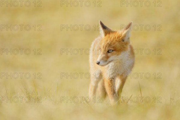 Rotfuchs, Vulpes vulpes Red Fox, Vulpes vulpes