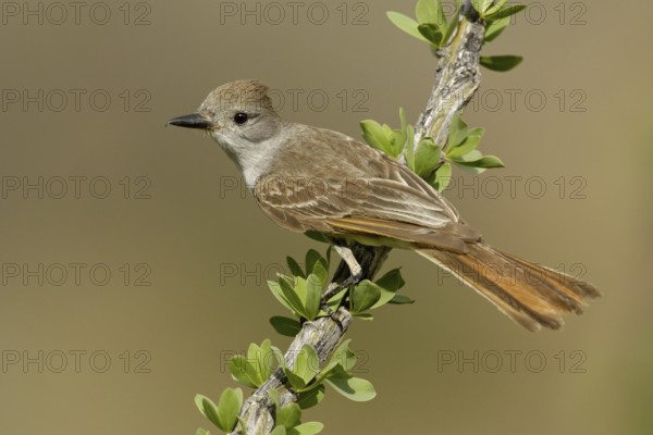 Ash-throated Flycatcher (Myiarchus cinerascens), Texas, USA