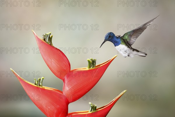 White-necked Jacobin (Florisuga mellivora) male flying and feeding on flower nectar, Costa Rica