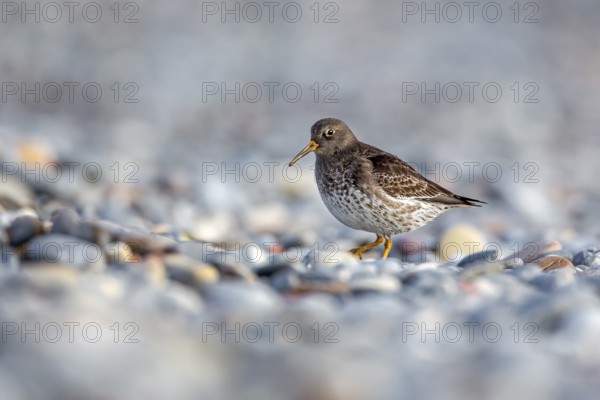 Purple Sandpiper (Calidris maritima), Schleswig-Holstein, Germany