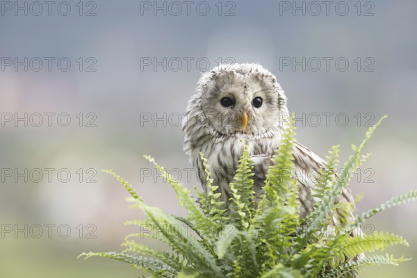 Ural Owl (Strix uralensis) captive, Bavaria, Germany