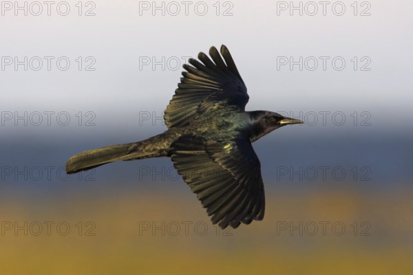 Boat-tailed Grackle (Quiscalus major) male flying, Florida, USA