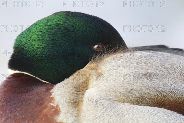 Mallard (Anas platyrhynchos) male, Berlin, Germany