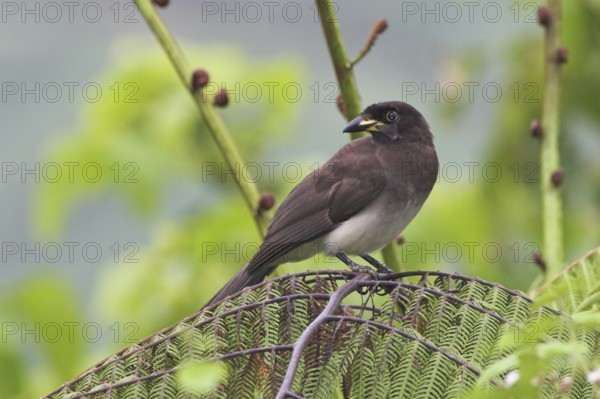 Brown Jay (Psilorhinus morio), Costa Rica