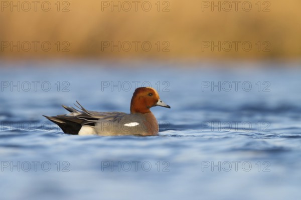 Eurasian Wigeon (Mareca penelope) male, Utrecht, Netherlands