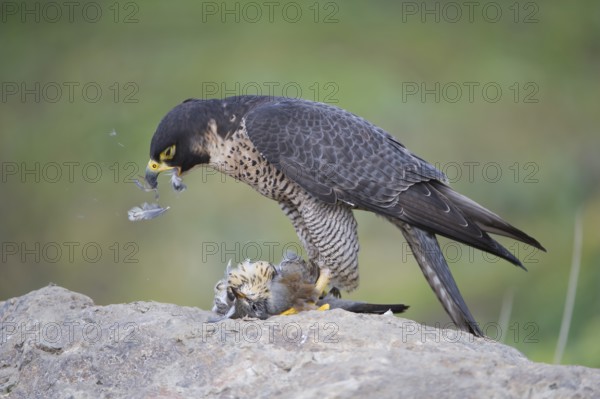 Peregrine Falcon (Falco peregrinus) female, Saxony, Germany