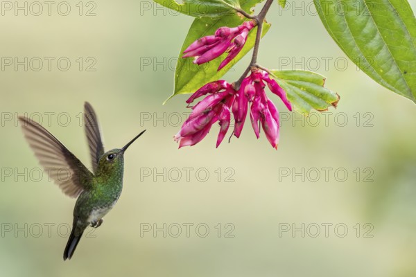 Greenish Puffleg (Haplophaedia aureliae) flying while feeding at a flower in Colombia, South America