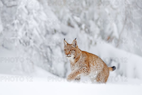 Eurasian Lynx walking, wild cat in the forest with snow. Wildlife scene from winter nature. Cute big cat in habitat, cold condition. Snowy forest with beautiful animal wild lynx, Germany