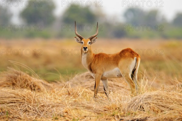 Lechwe, Kobus leche, antelope in the golden grass wetlands with water. Lechve running in the river water, Okavango delta, Botswana in Africa. Wildlife scene from nature