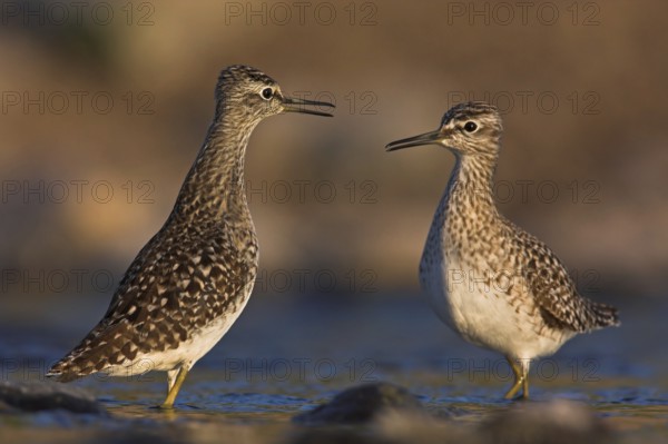 Wood Sandpiper (Tringa glareola), Lesvos, Greece