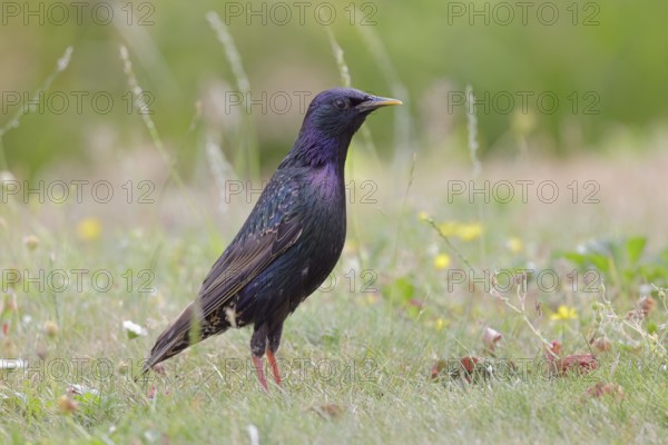 Star, lat.Sturnus vulgaris, auf einer Sommerwiese bei der Nahrungssuche