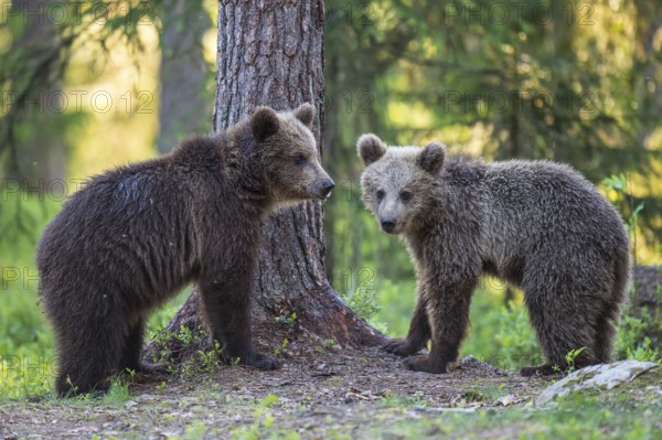 Eurasian Brown Bear (Ursus arctos) two cubs in forest, Finland