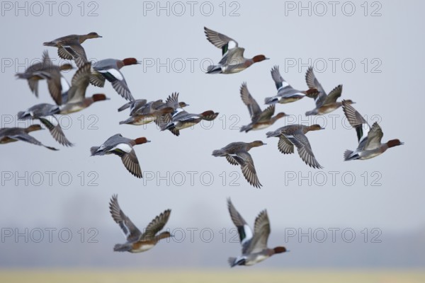 Eurasian Wigeon (Mareca penelope) flying, Friesland, Netherlands