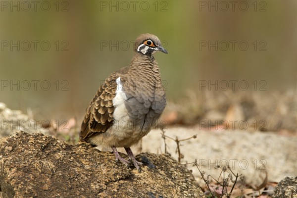 Squatter Pigeon (Geophaps scripta peninsulae), Queensland, Australia
