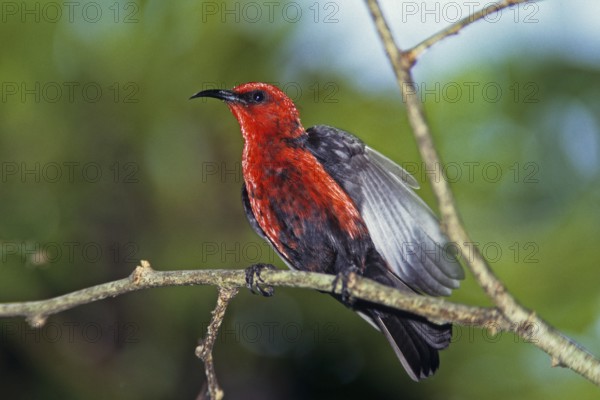 Micronesian Myzomela (Myzomela rubratra), Rota Island, Northern Mariana Islands