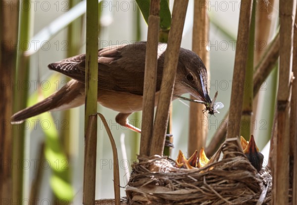 Great Reed Warbler (Acrocephalus arundinaceus) feeding chicks in nest, Mecklenburg Western-Pomerania, Germany