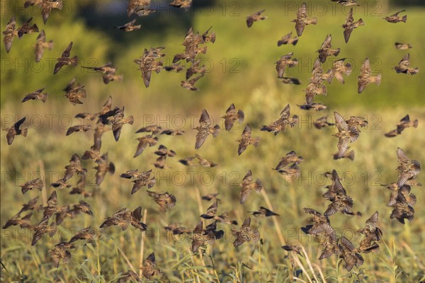 Common Starling (Sturnus vulgaris) large swarm flying in at sleeping place, Brandenburg, Germany