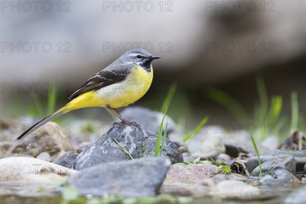 Grey Wagtail - Gebirgsstelze - Motacilla cinerea ssp. cinerea, Morocco, adult male