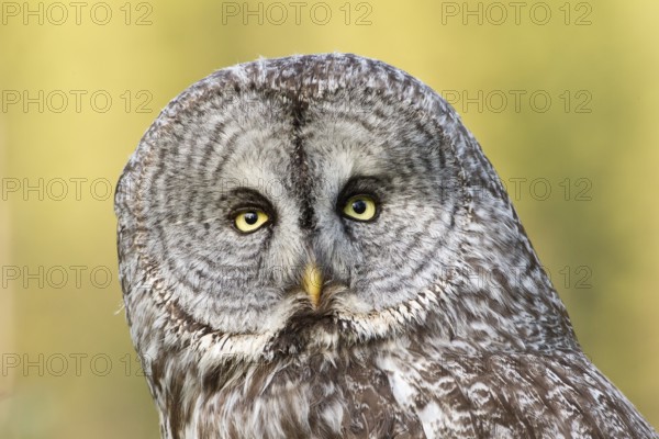 Great Grey Owl (Strix nebulosa), British Columbia, Canada