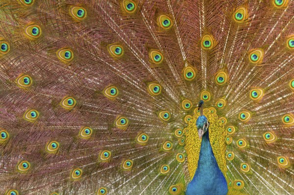 Indian Peafowl (Pavo cristatus), male at courtship display, Castilla Leon, Spain