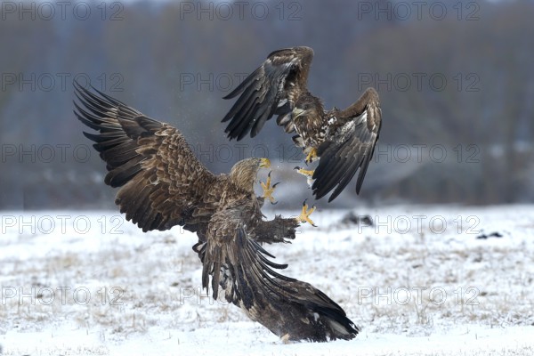 White-tailed Eagle (Haliaeetus albicilla) juveniles wrangling, Poland
