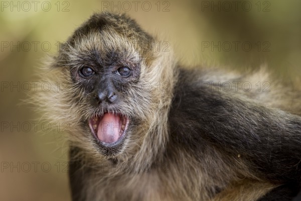 A spider monkey (Ateles geoffroyi) opens its mouth to cool off on a hot, windy day in a forest on the Pacific Coast of Costa Rica. I waited for a strong gust of wind to blow the monkey's fur in a swirling pattern