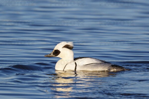 Smew (Mergellus albellus) male, Netherlands