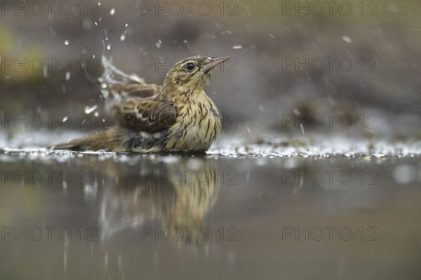 Tree Pipit (Anthus trivialis) bathing, Netherlands