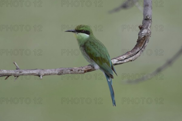 Swallow-tailed Bee-eater (Merops hirundineus), Namibia Africa
