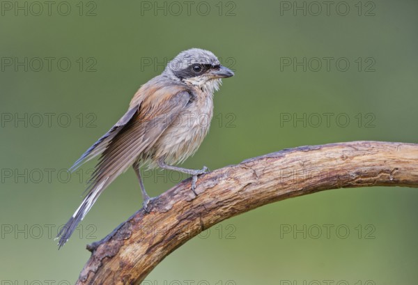 Red-backed Shrike (Lanius collurio) male perched on a branch, Aosta Valley, Italy