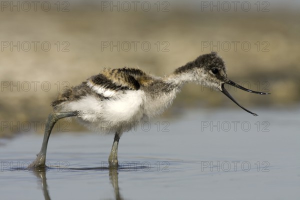 Pied Avocet (Recurvirostra avosetta) juvenile, Castile-La Mancha, Spain
