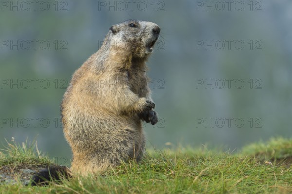 Alpine Marmot (Marmota marmota) adult warning and whistling, High Tauern National Park, Carinthia, Austria